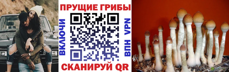 где продают   Дивногорск  мега ССЫЛКА  Псилоцибиновые грибы мицелий 